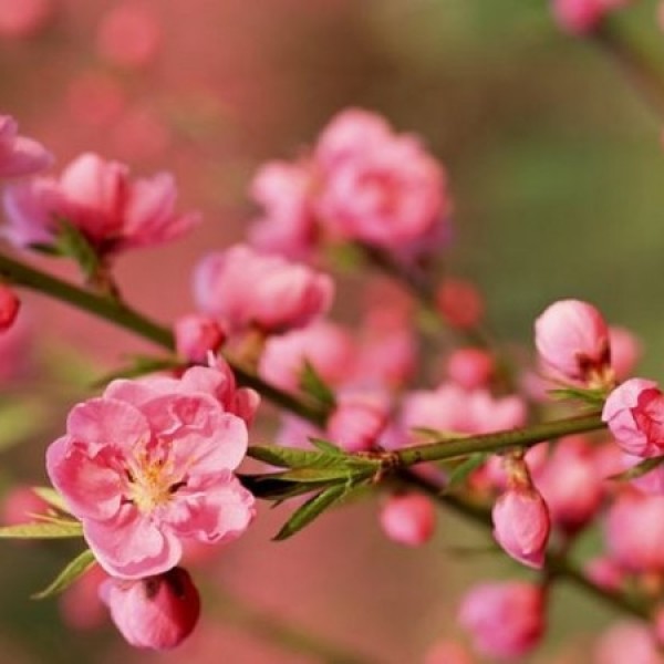 Mẹo Giữ Hoa Tươi Lâu Ngày Tết - Bí Quyết Đơn Giản và Hiệu Quả