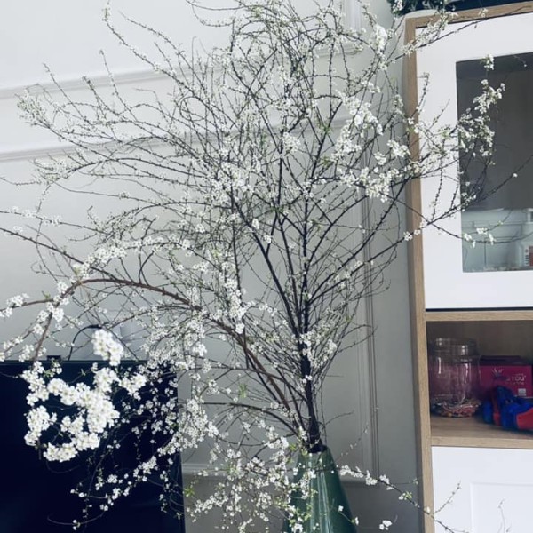 Mẹo chọn hoa và cách chưng Tuyết Mai ngày Tết nở đẹp lâu tàn