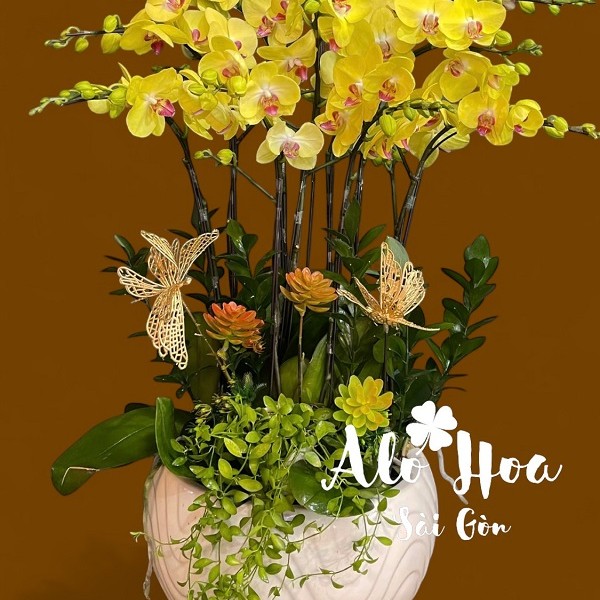 Ý Nghĩa của Hoa Lan Hồ Điệp và các mẹo chọn, chăm hoa Lan