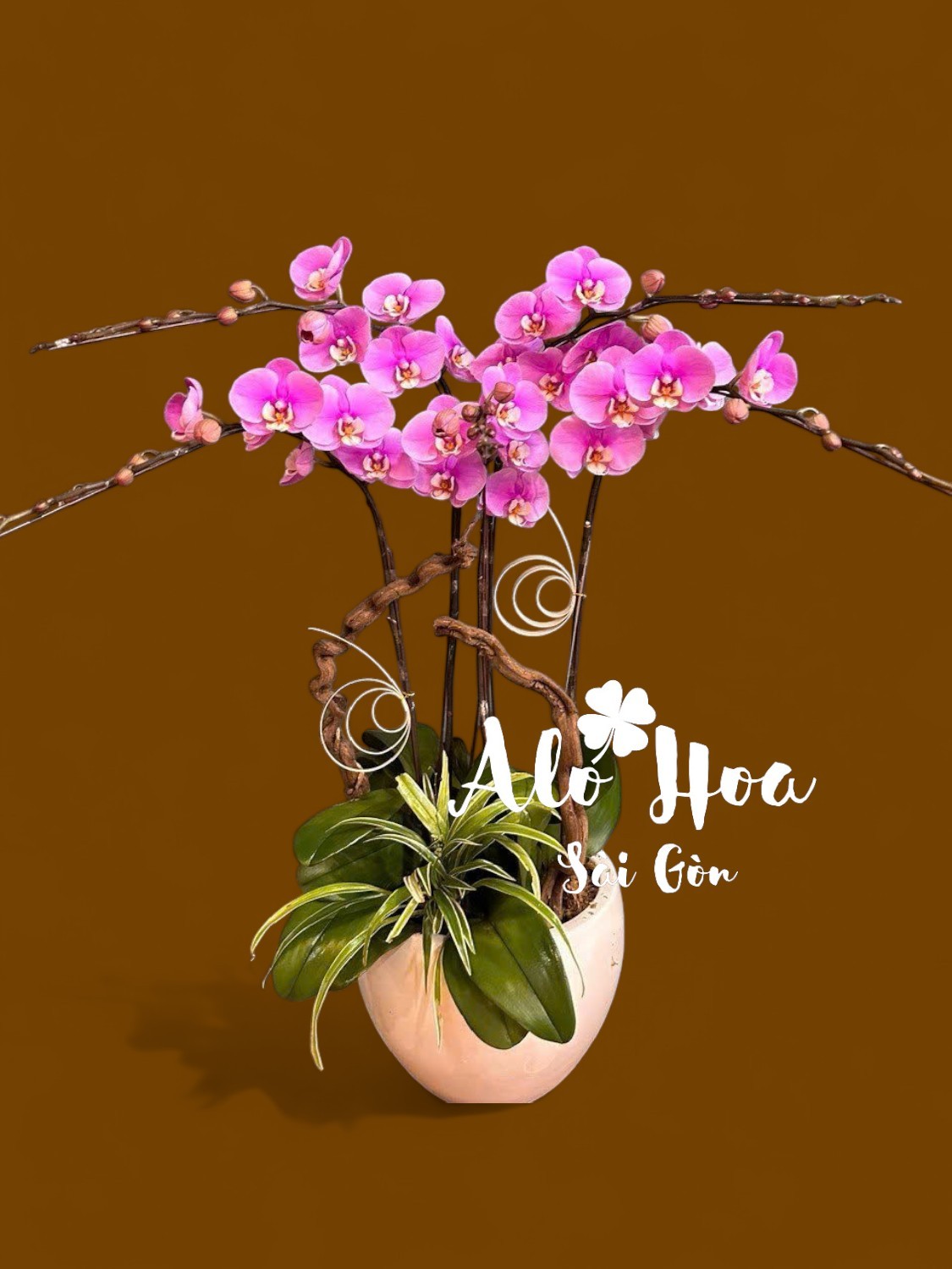 Chậu Lan Hồ Điệp Tím 5 cành